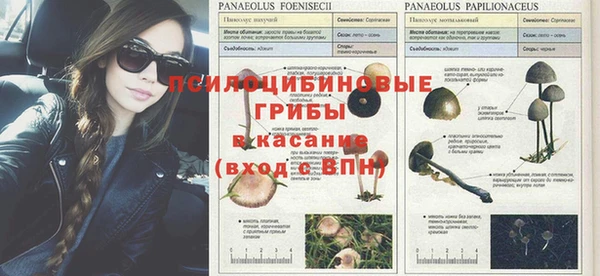 сатива Кодинск